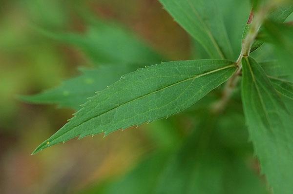 feuilles de verge d'or