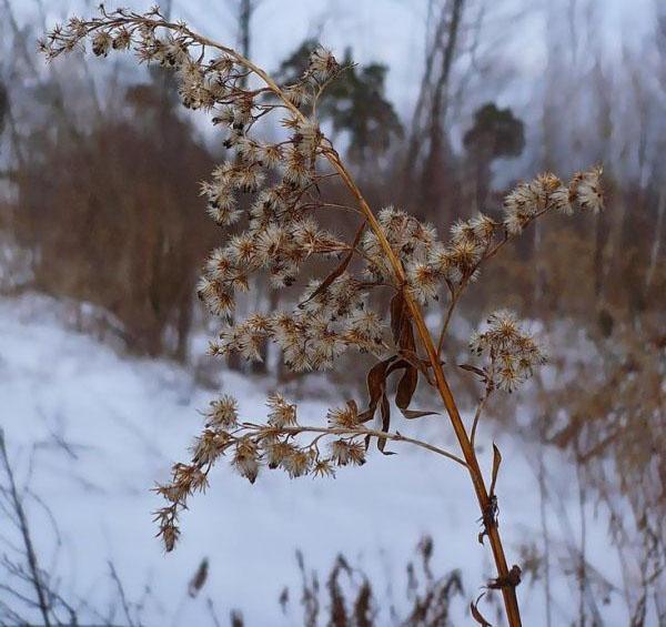 graines de verge d'or