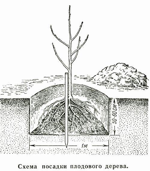 Esquema de plantación de árboles frutales