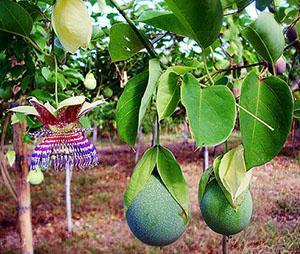 Les fruits de la passiflore ont des propriétés médicinales