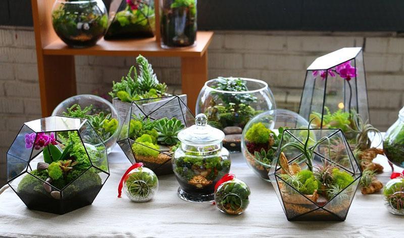 florariums de différentes formes