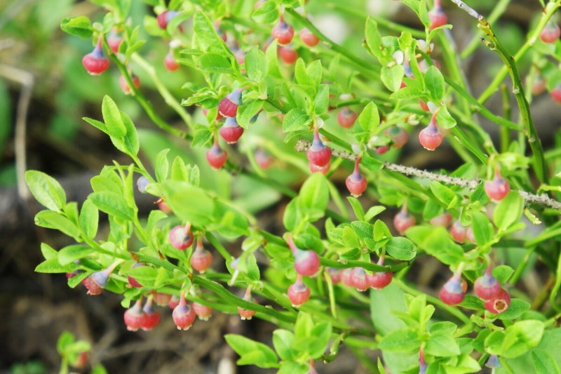 le temps de la floraison des myrtilles pour ramasser les feuilles