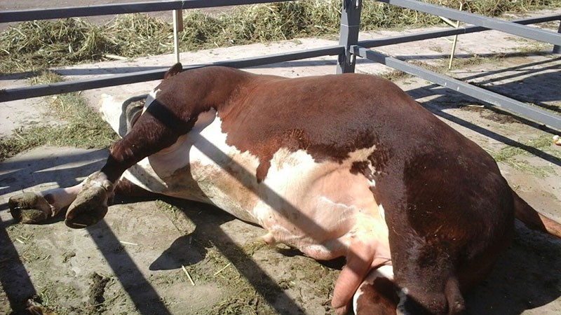 La mortalité par la fièvre aphteuse est faible, mais les animaux perdent rapidement du poids et de la production de lait