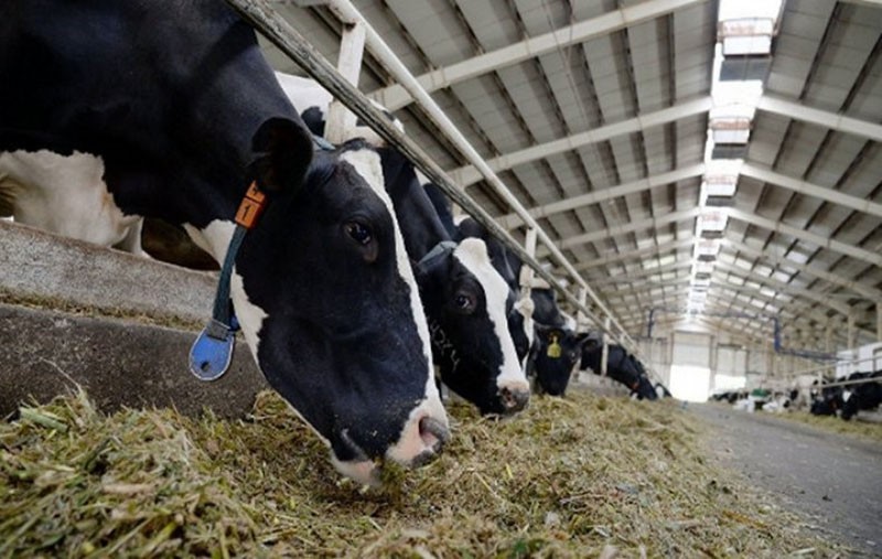 Comment diagnostique-t-on la fièvre aphteuse animale ?