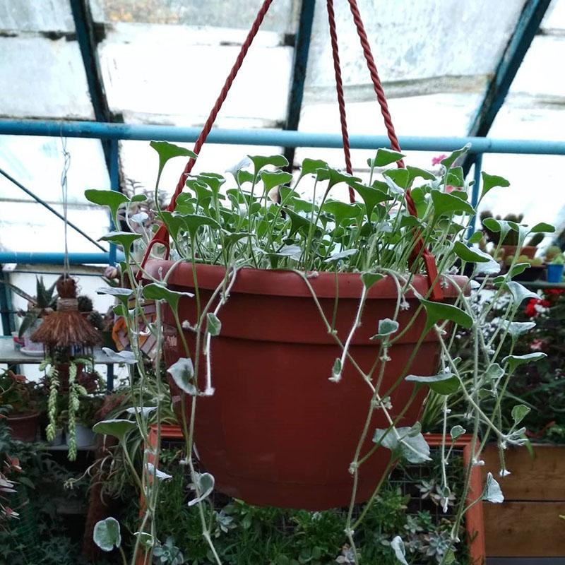 Dichondra invernada en invernadero