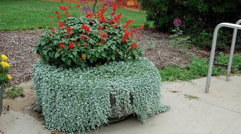 cascade d'émeraude dichondra