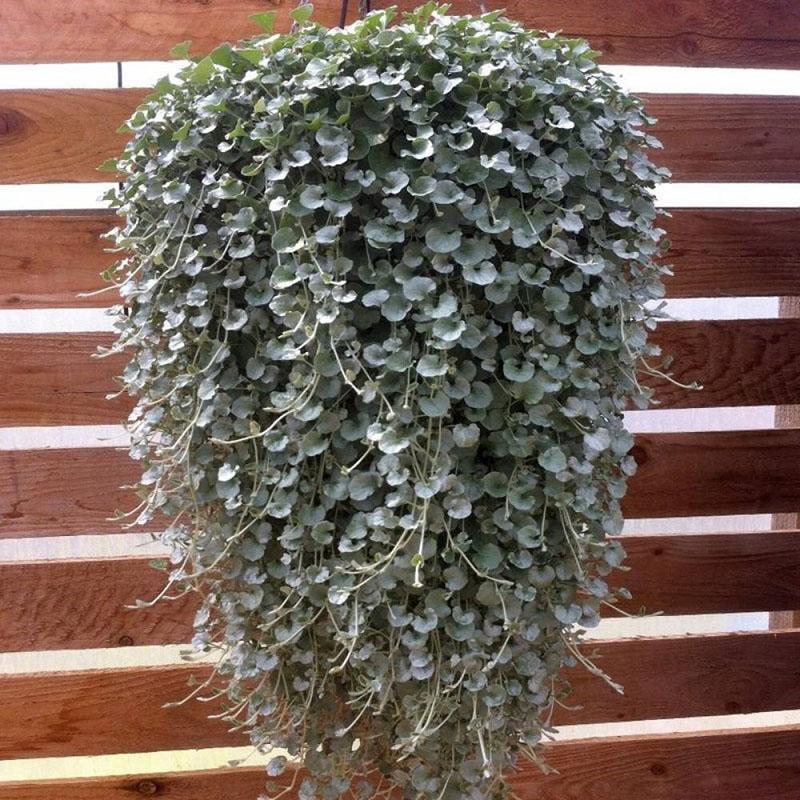 variété dichondra