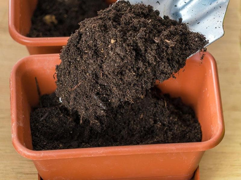 terre pour semer les graines de dichondra