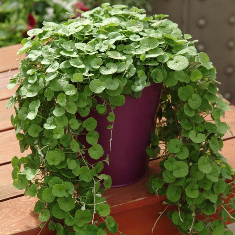 greffe de dichondra dans un lieu permanent