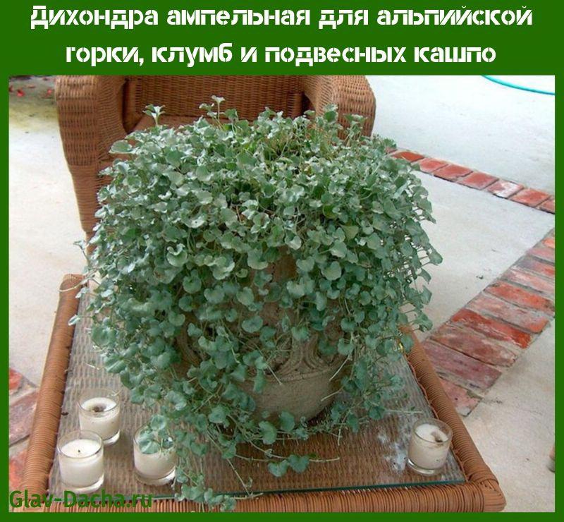 dichondra ampelous