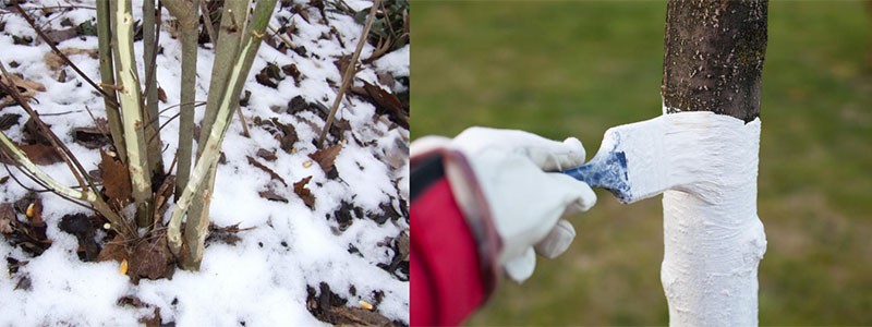 protegiendo el jardín en invierno