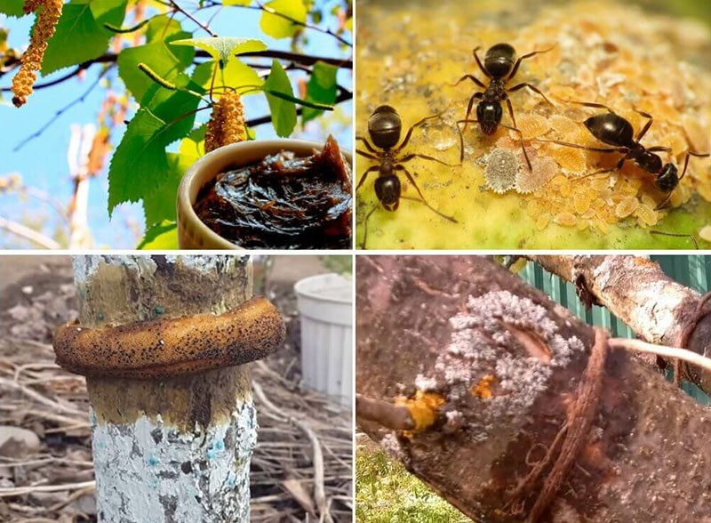 contrôle des fourmis