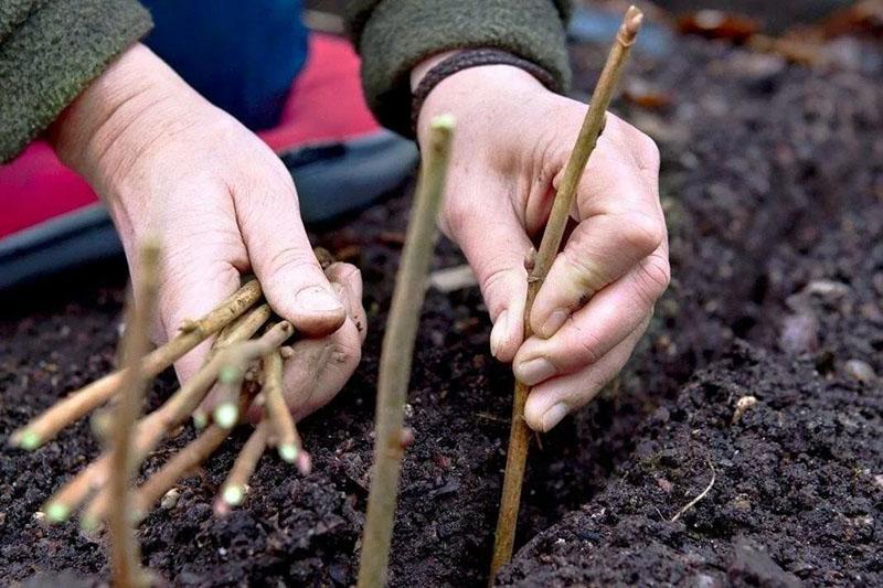 tiempo de plantación de esquejes