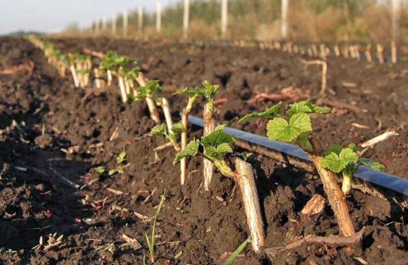 propagación de grosella negra por esquejes