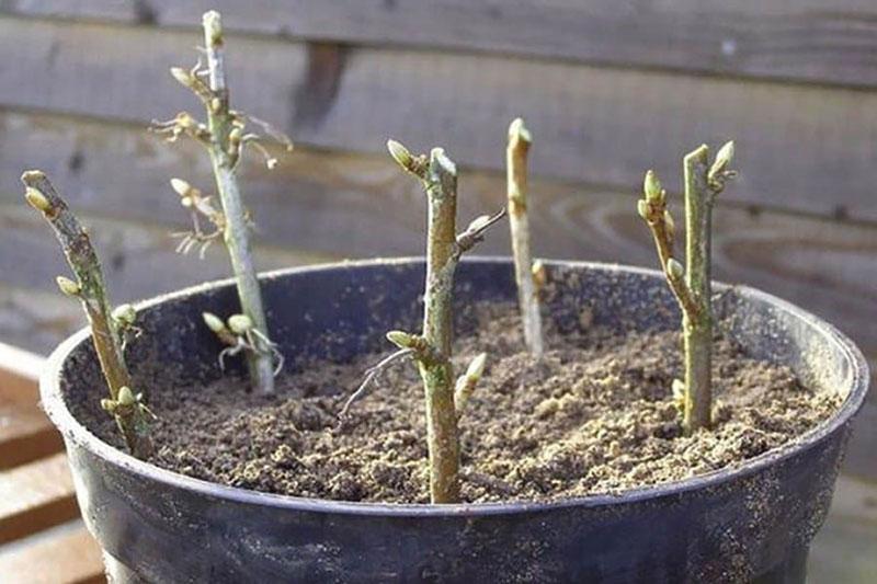 propagación de grosella negra por esquejes