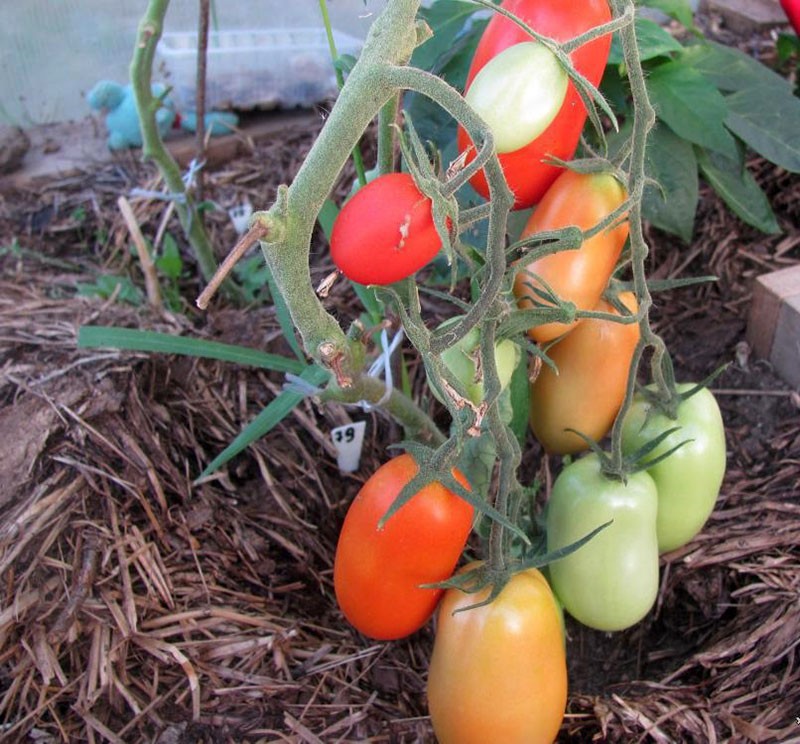 proceso de maduración de la variedad Kaspar