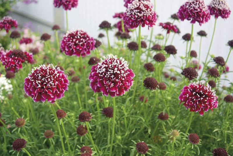 encantadora scabiosa en el jardín