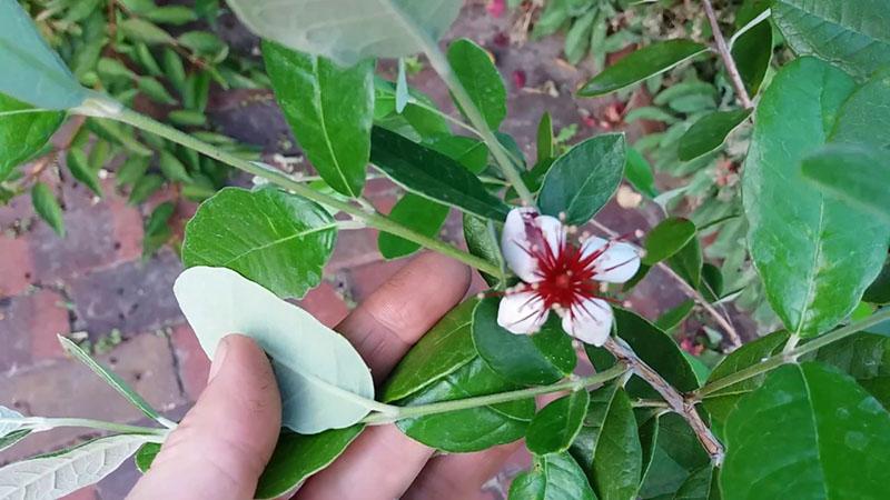 feijoa florece en casa