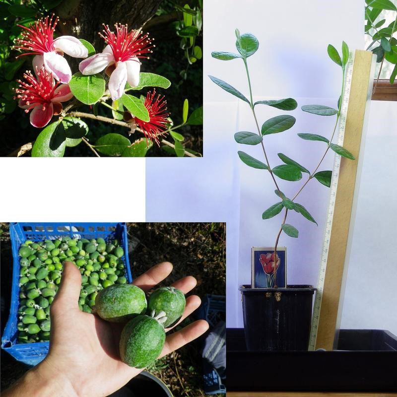 plante d'intérieur feijoa