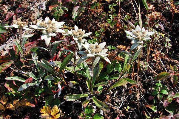 edelweiss bicolor