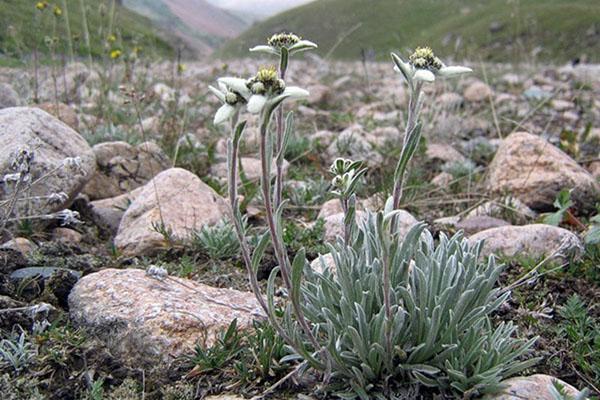 edelweiss en la naturaleza