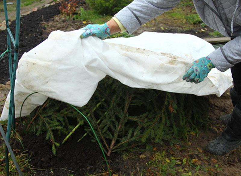 préparer des roses pour l'hiver