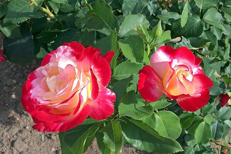 décoration de jardin rose double plaisir