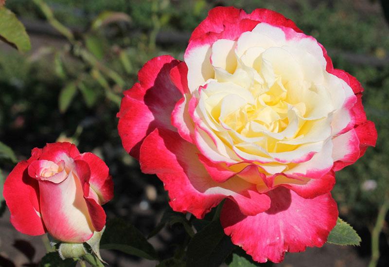 double couleur de bouton de rose