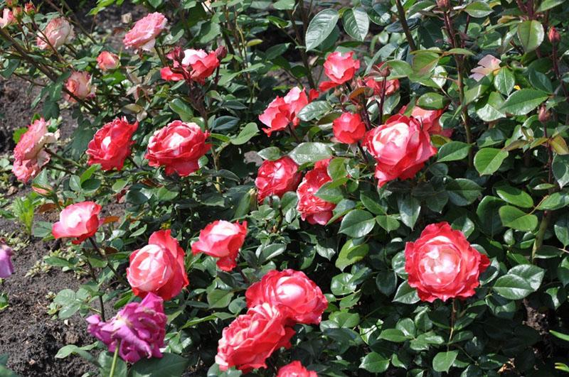 lieu de plantation de roses double plaisir