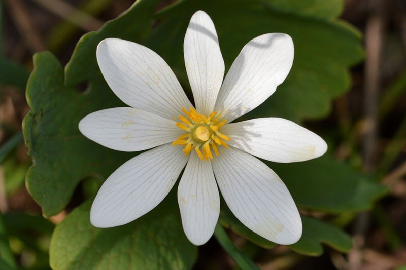 fleur de sanguinaria