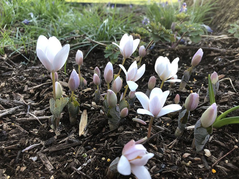 plante vivace sanguinaria canadienne