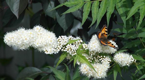 fleurs de campagne