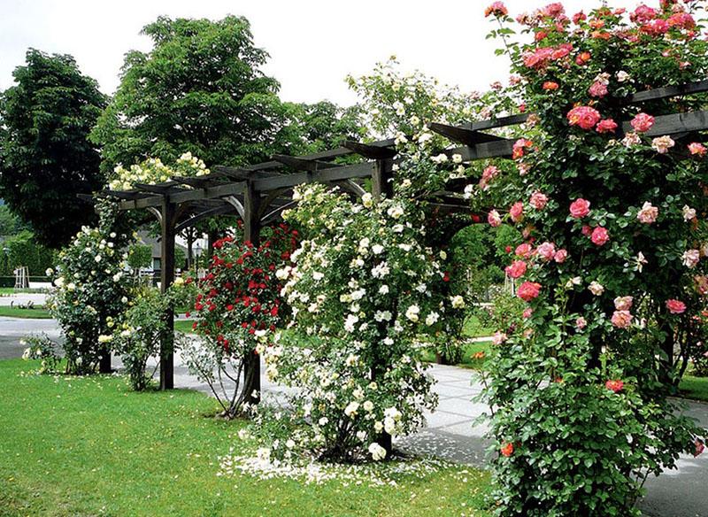 rosiers grimpants sur pergola