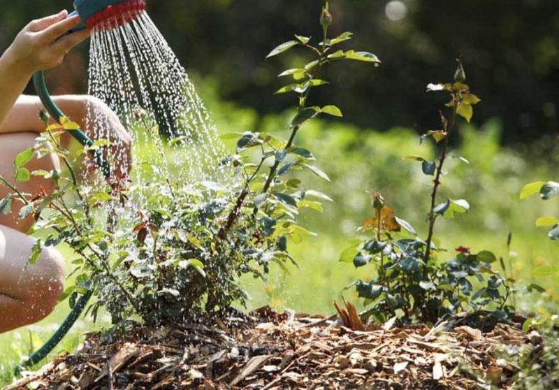 arroser des roses dans le jardin