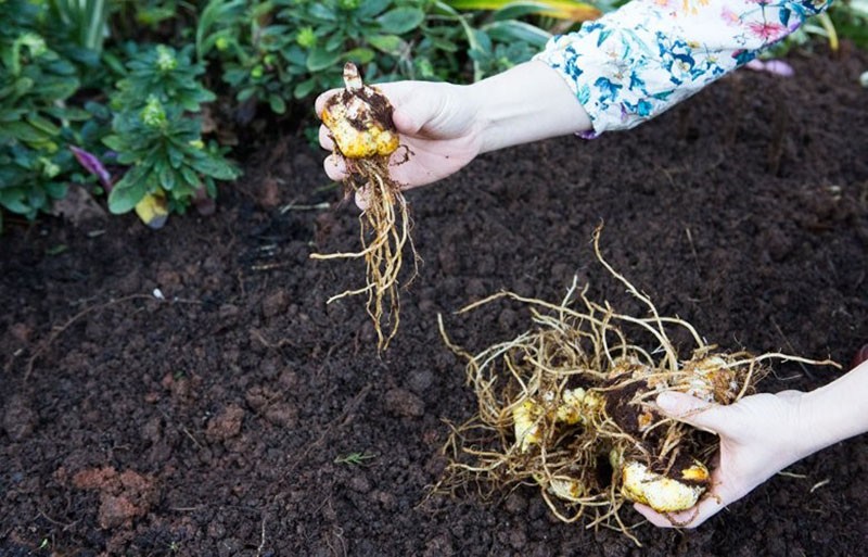 planter des lys marlene