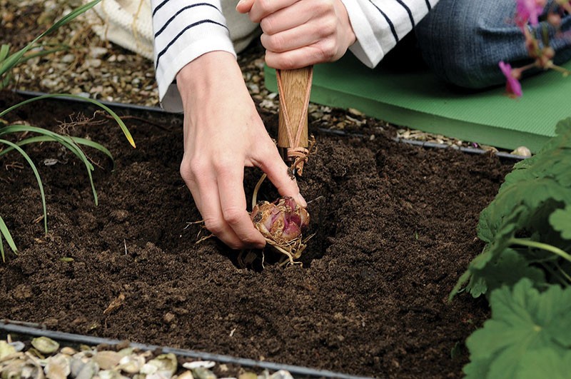 le processus de plantation des bulbes de lys