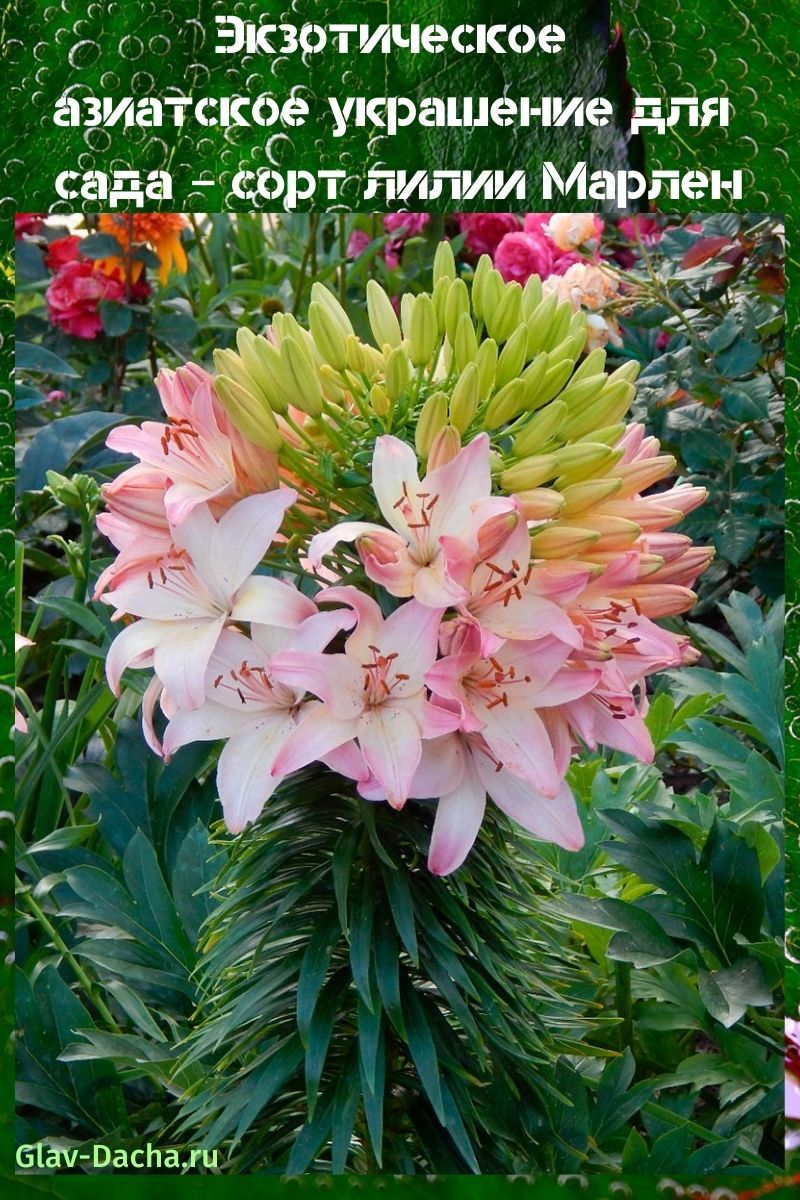 Variété de lys Marlene