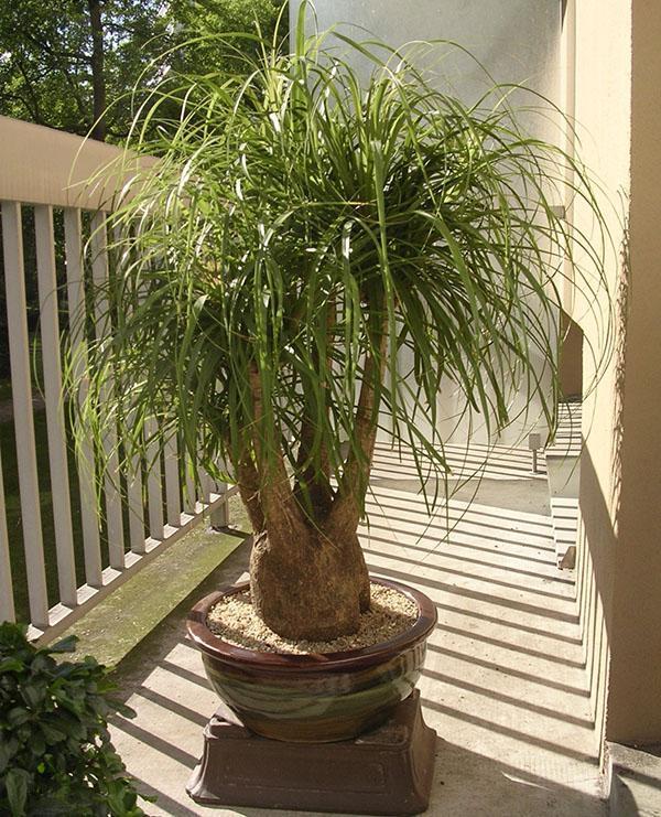 Bokarnei de plantes exotiques à l'intérieur