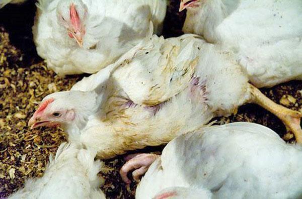 Las infecciones son la causa de la muerte de los pollos de engorde.