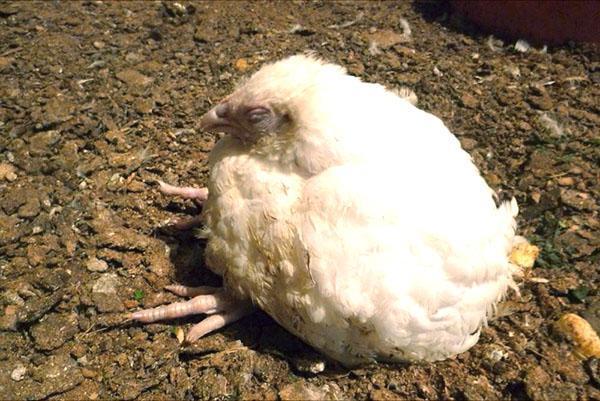 Solo la prevención de enfermedades evitará la muerte de pollos de engorde