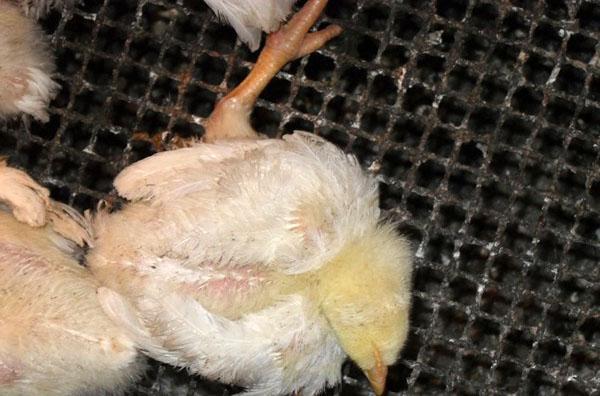 Los pollos de engorde pueden morir de gusanos, pulgas, piojos y piojos