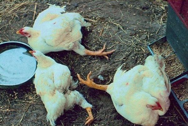 La falta de nutrientes, vitaminas y minerales puede provocar la muerte de un ave.