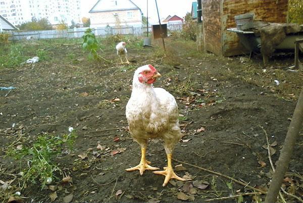 El alimento para pollos de engorde es apropiado para la edad