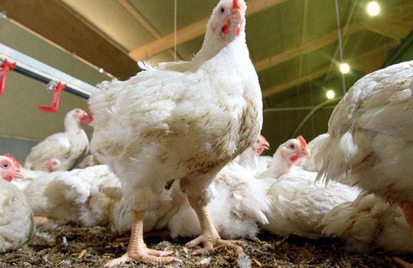 En caso de muerte masiva de aves, es necesario desinfectar aviarios y jaulas.