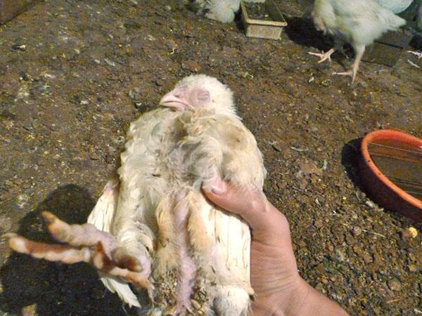 Mortalidad masiva de pollos de engorde