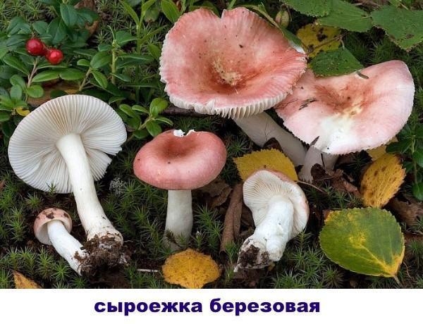 abedul russula