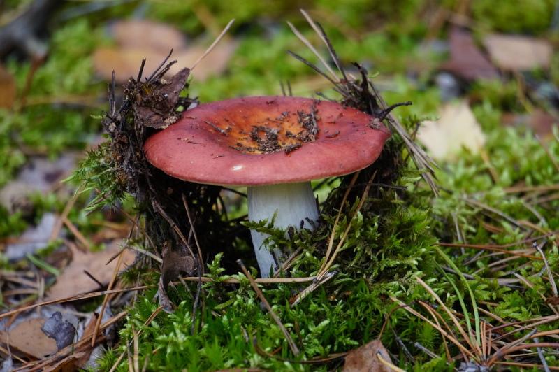 russula