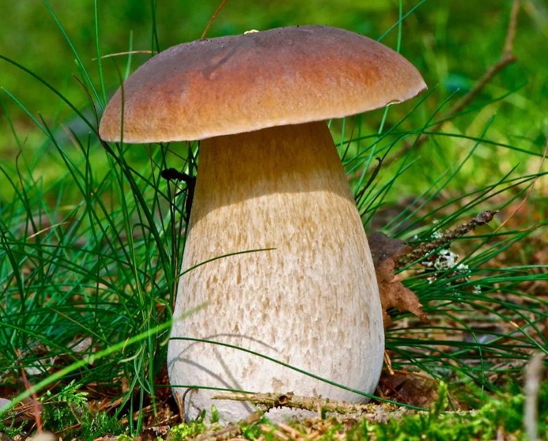 Champignon blanc