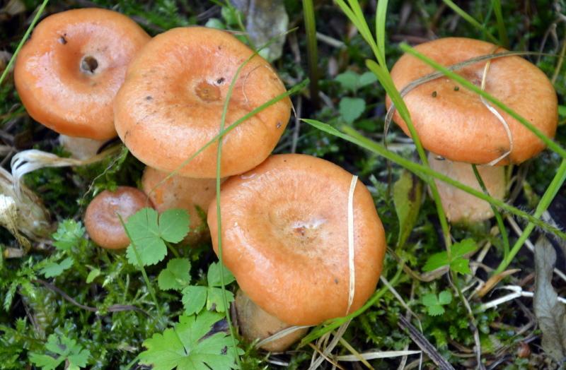 champignons