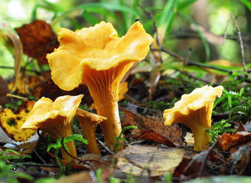 girolles